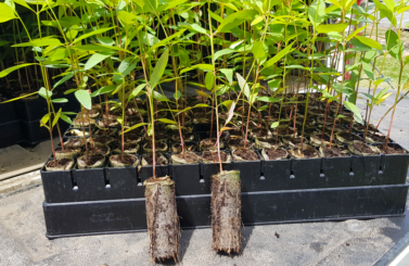 Eucalyptus-grown-in-BCC-FiberCell-system
